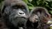 Gorilla i Bwindi National Park, Uganda - Safari i Bwindi 
