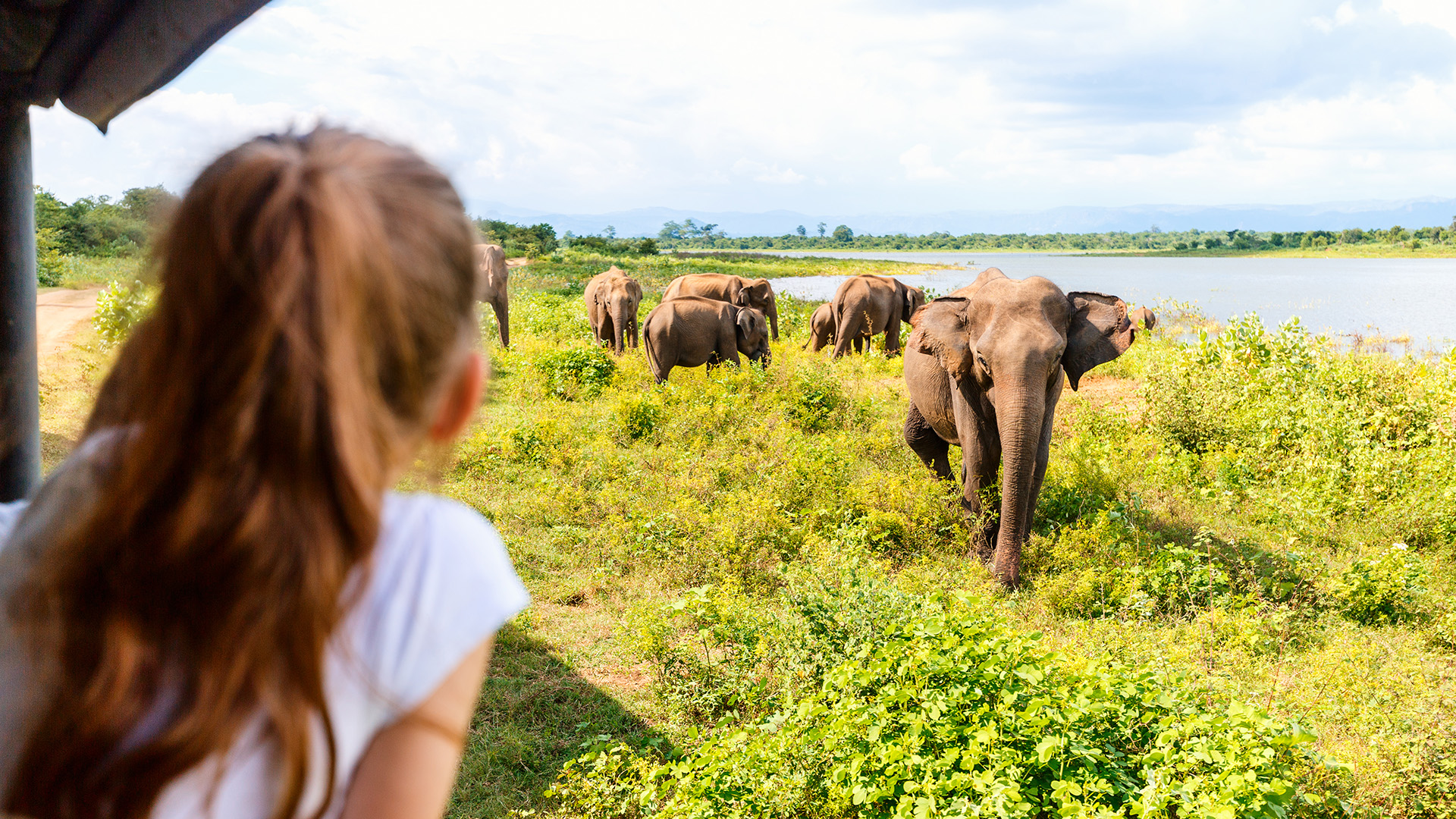 Sri Lanka Elephants Safari Shutterstock 1699698934 CUT