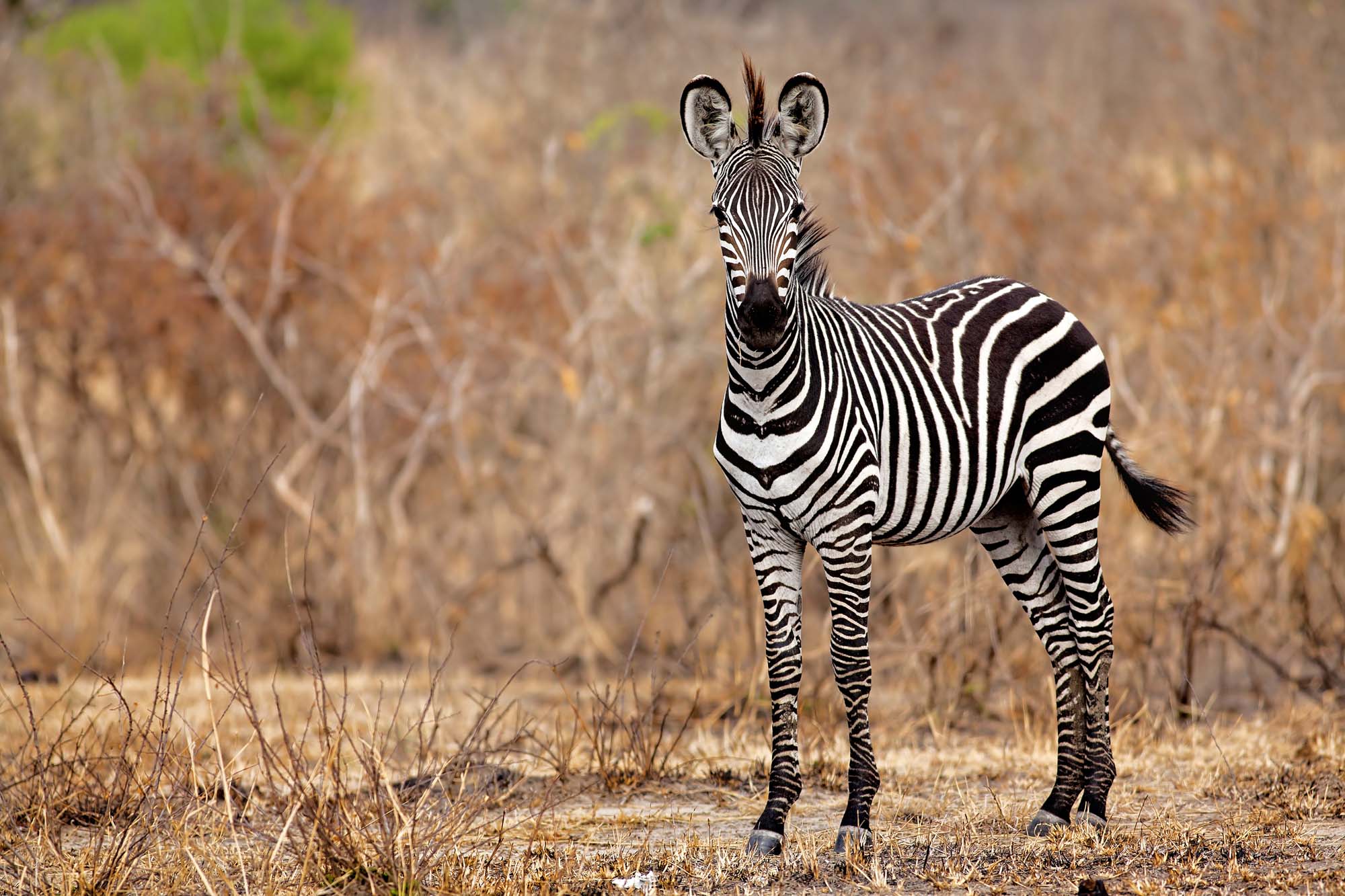 Tarangire National Park byder på varieret natur med masser af dyreliv.