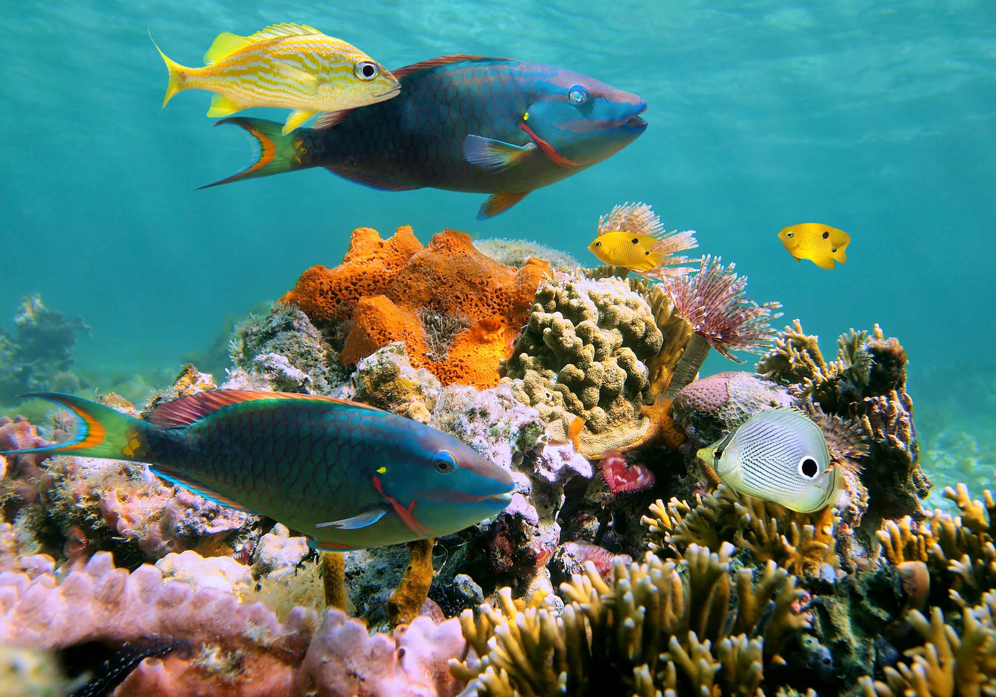 Der er utrolige dykkermuligheden i Mexico