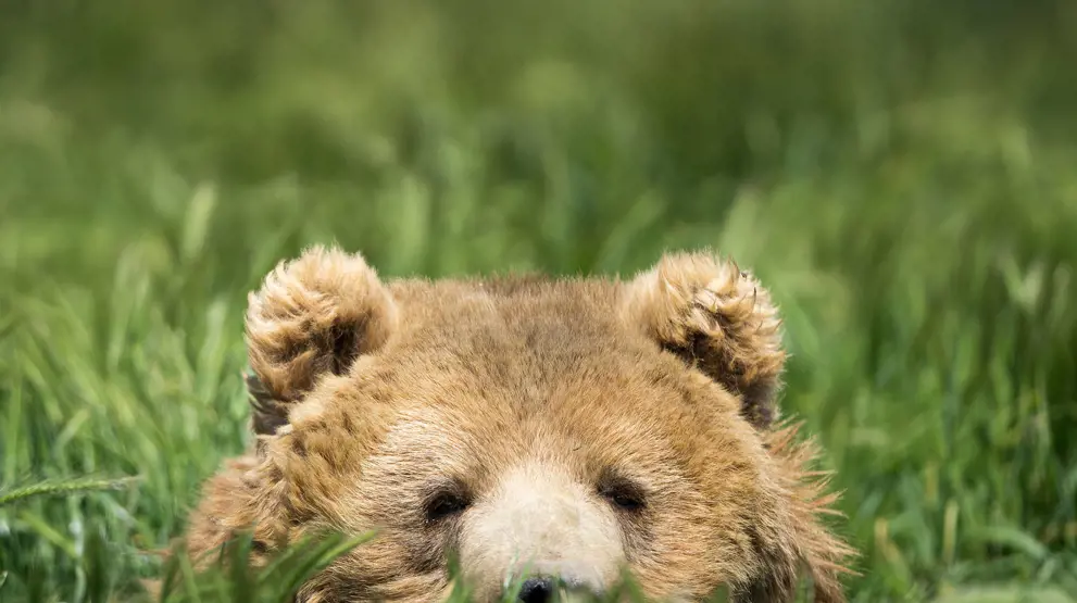 Få mulighed for at se bjørne i Alaskas vildmark