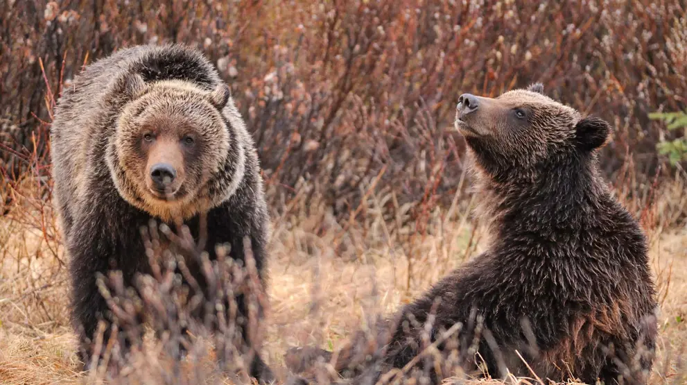 Rejser til Jasper National Park byder på vildt dyreliv, se f.eks. grizzlybjørne.