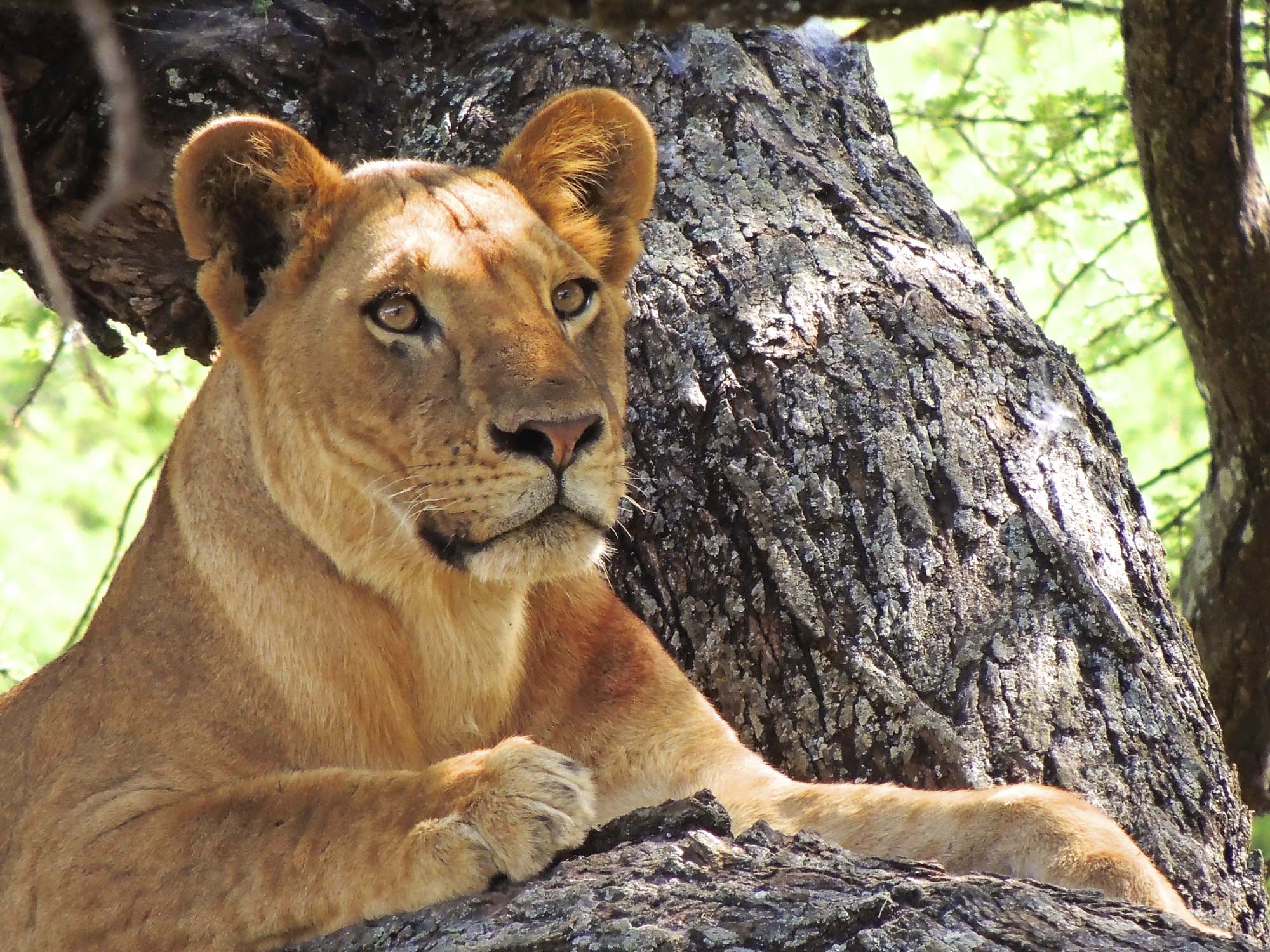 Løve ved Lake Manyara