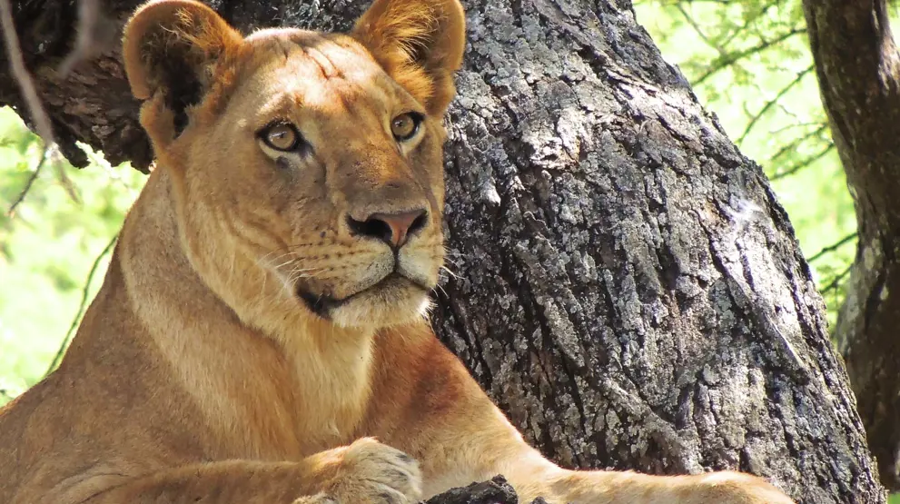 Løve ved Lake Manyara