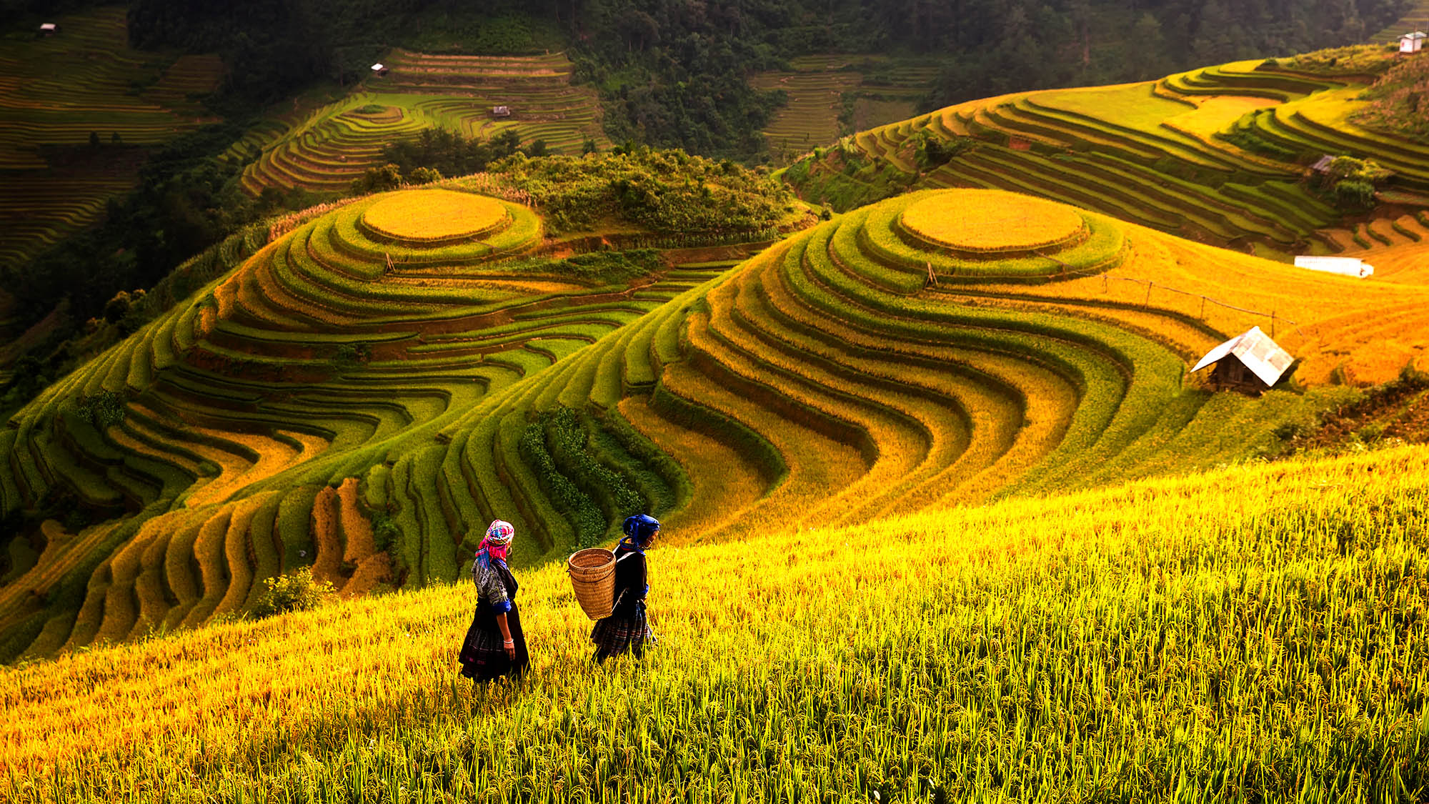 Rejser til Vietnam byder på store kultur- og naturoplevelser.