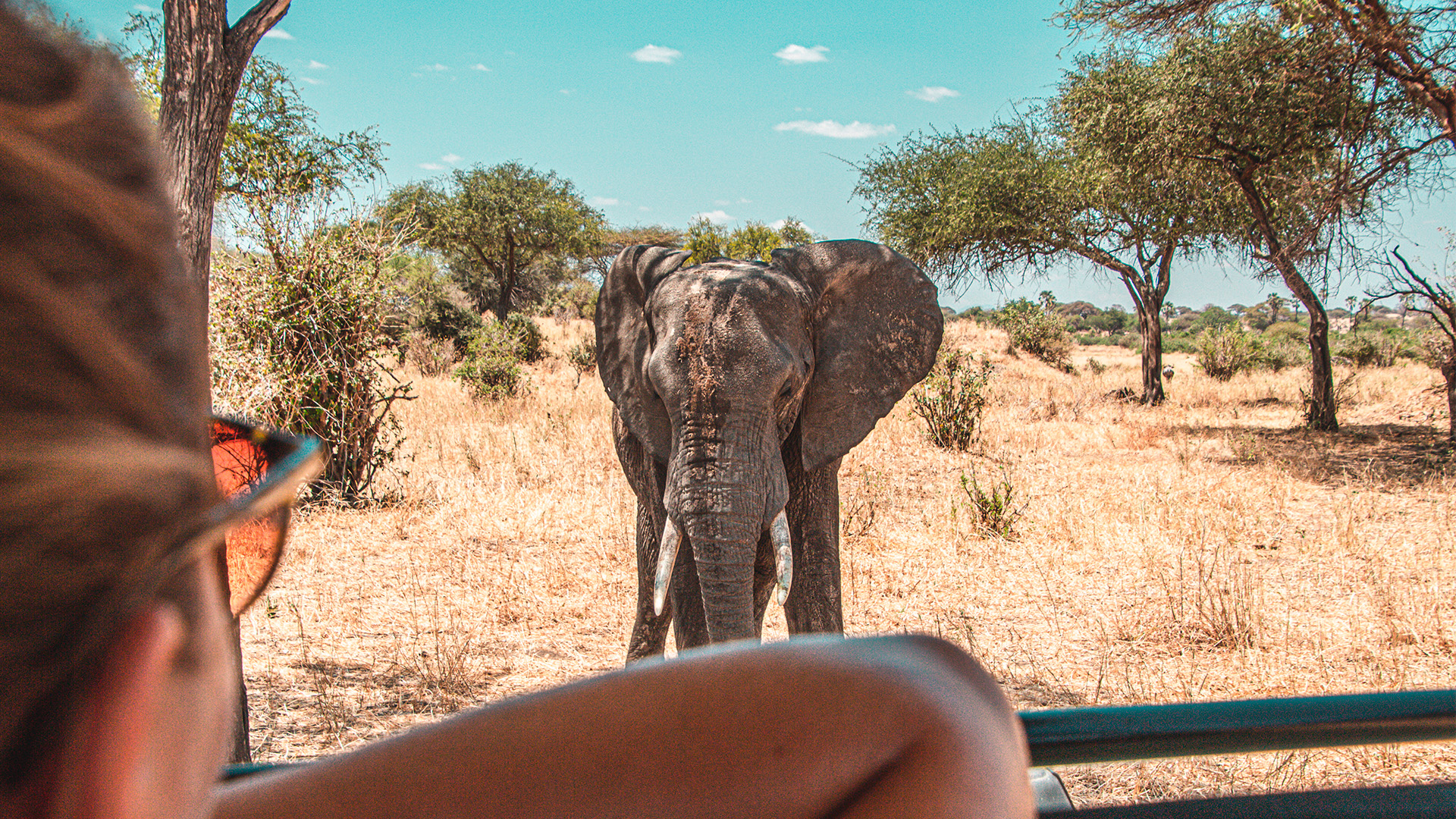 Kom tæt på dyrelivet på safari i Tanzania
