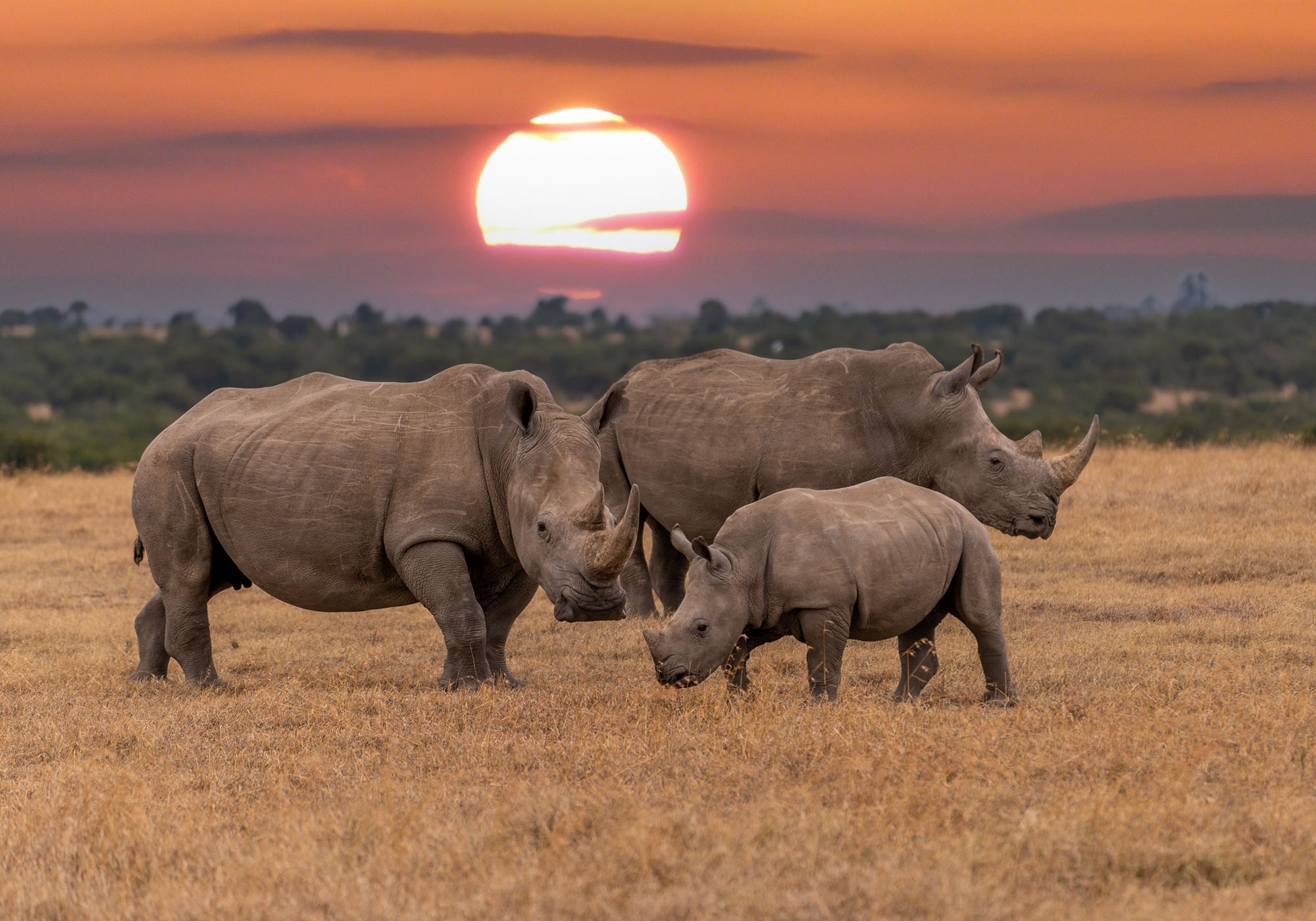 Se utrolige næsehorn i solnedgangen over det afrikanske landskab