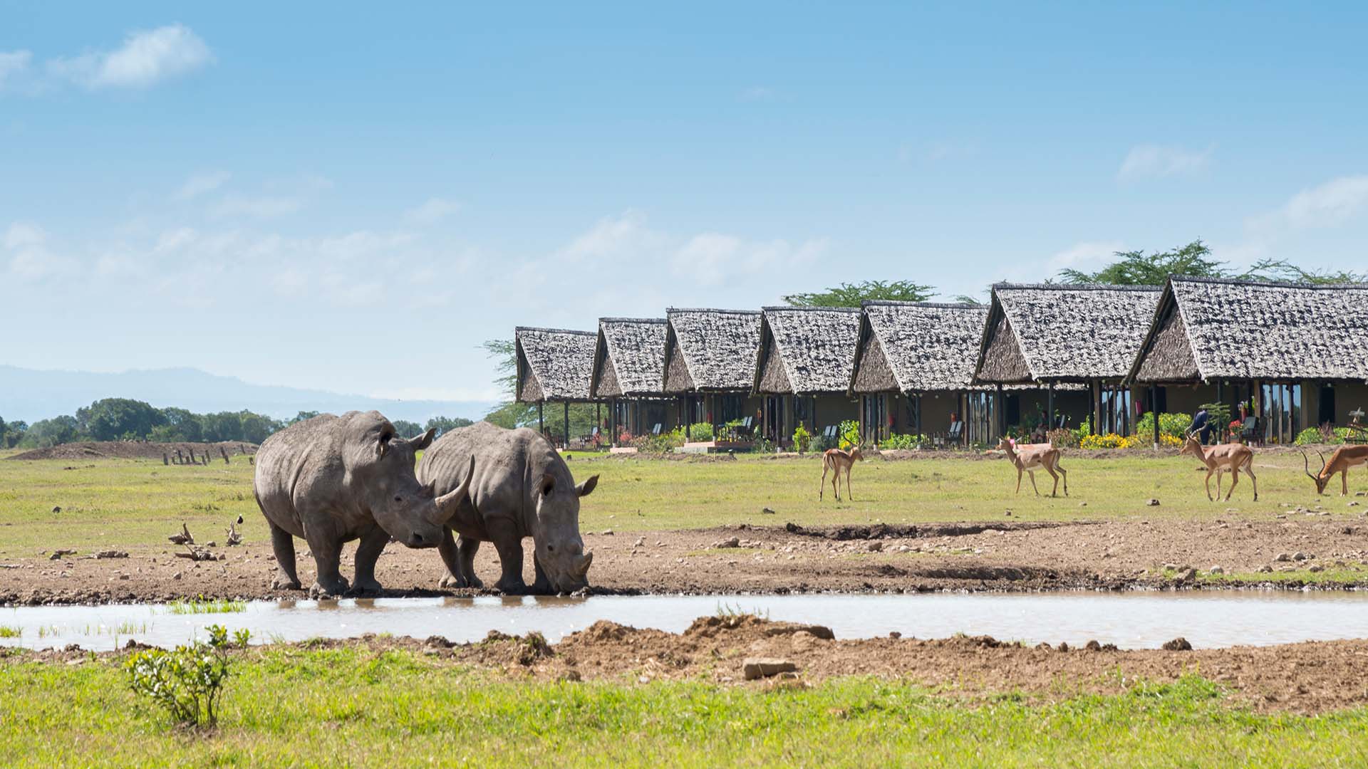 Næsehorn på besøg ved vandhullet ved Sweetwaters Serena Camp