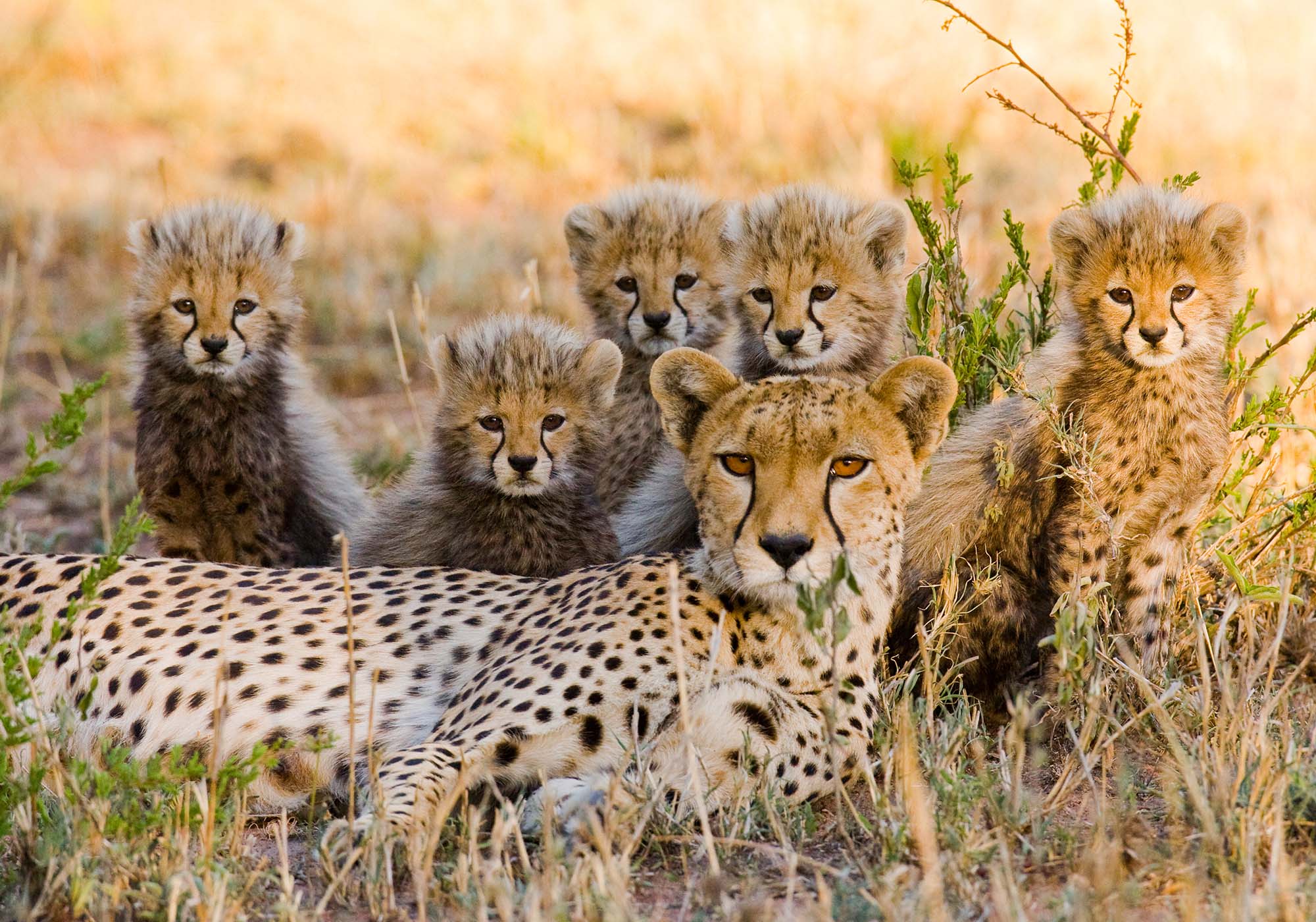 Vær heldig at se geparder på savannen