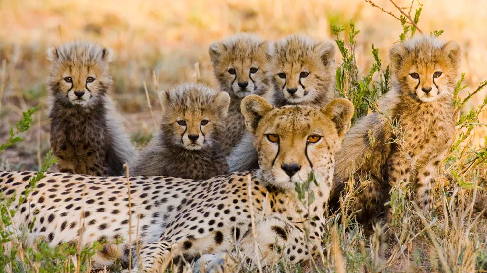 Gepardfamilie