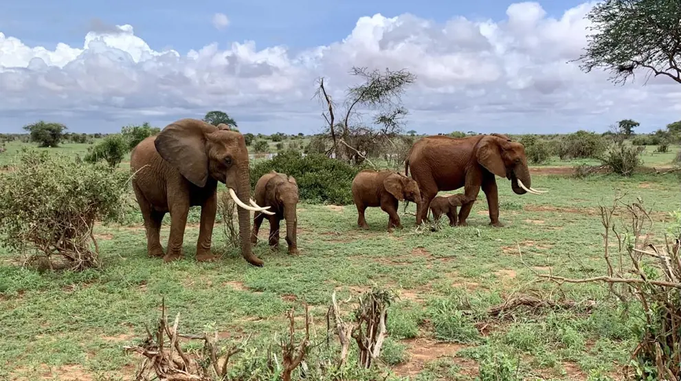 "Røde" elefanter spottet i Tsavo East National Park