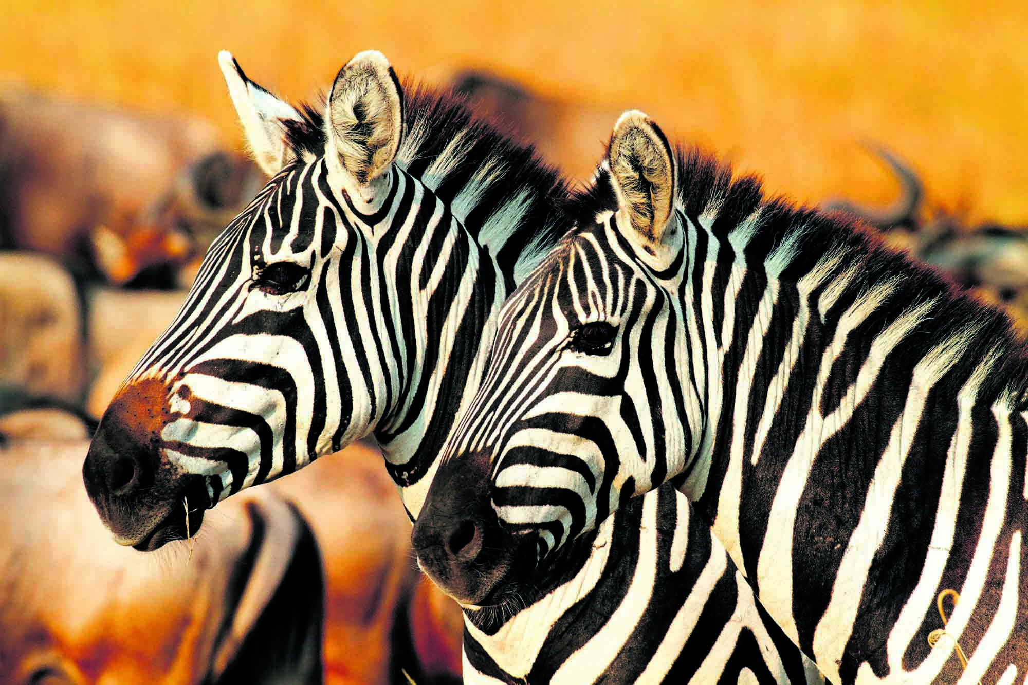 Zebraer i Serengeti - Safari i Serengeti