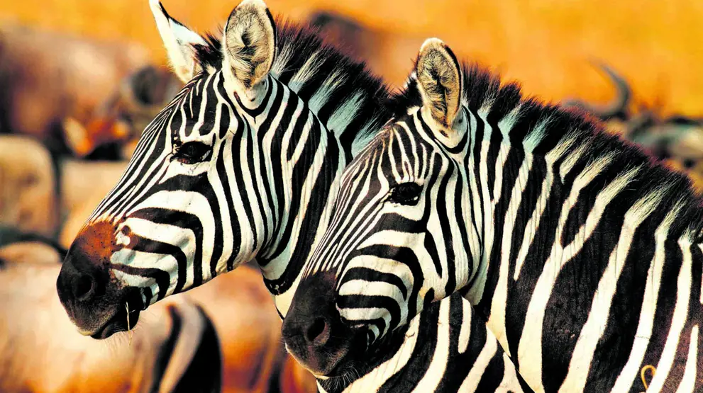 Zebraer i naturskønne Serengeti National Park.