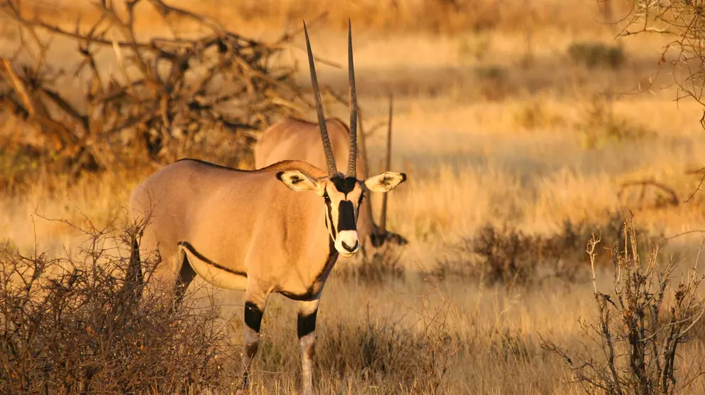 Oryx-antilopen der er en del af "Samburus Special Five".