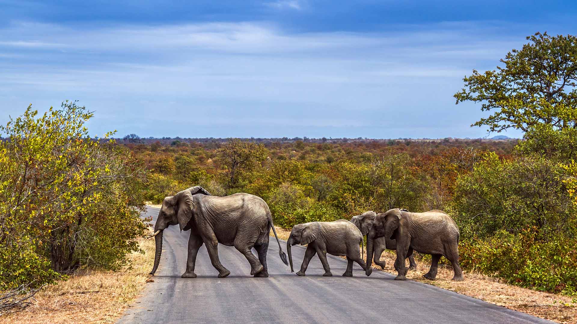 African Bush Elephants Group Crossing Safari Road In Kruger National Park Shutterstock 1737220319 CUT
