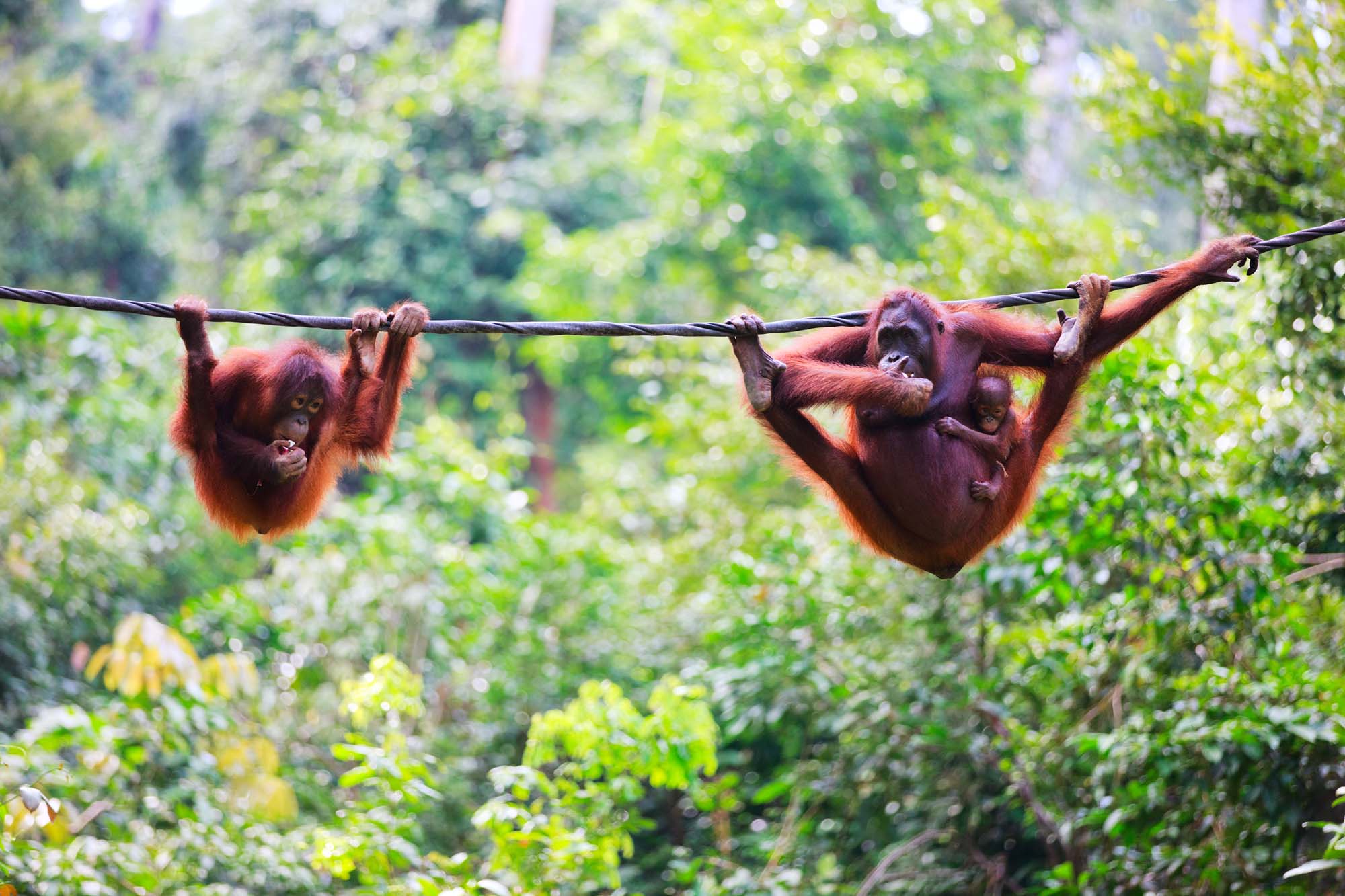 Orangutanger på Borneo