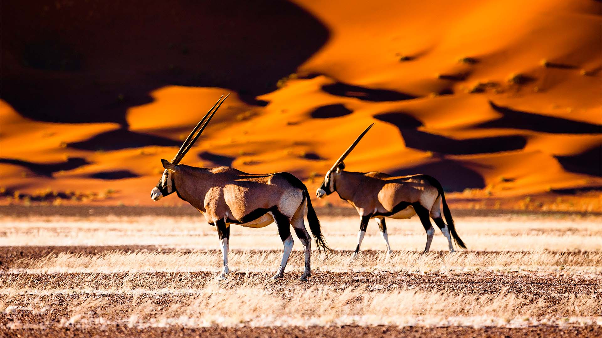 Dyreliv i sanddynerne ved Sossusvlei