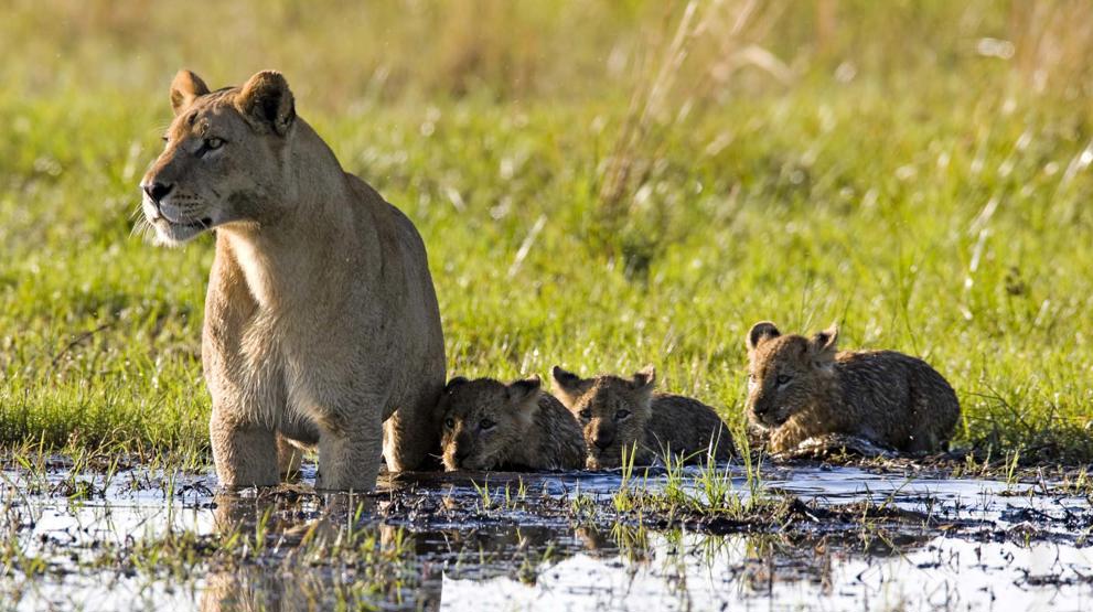Løvefamilie - Rejser til Botswana