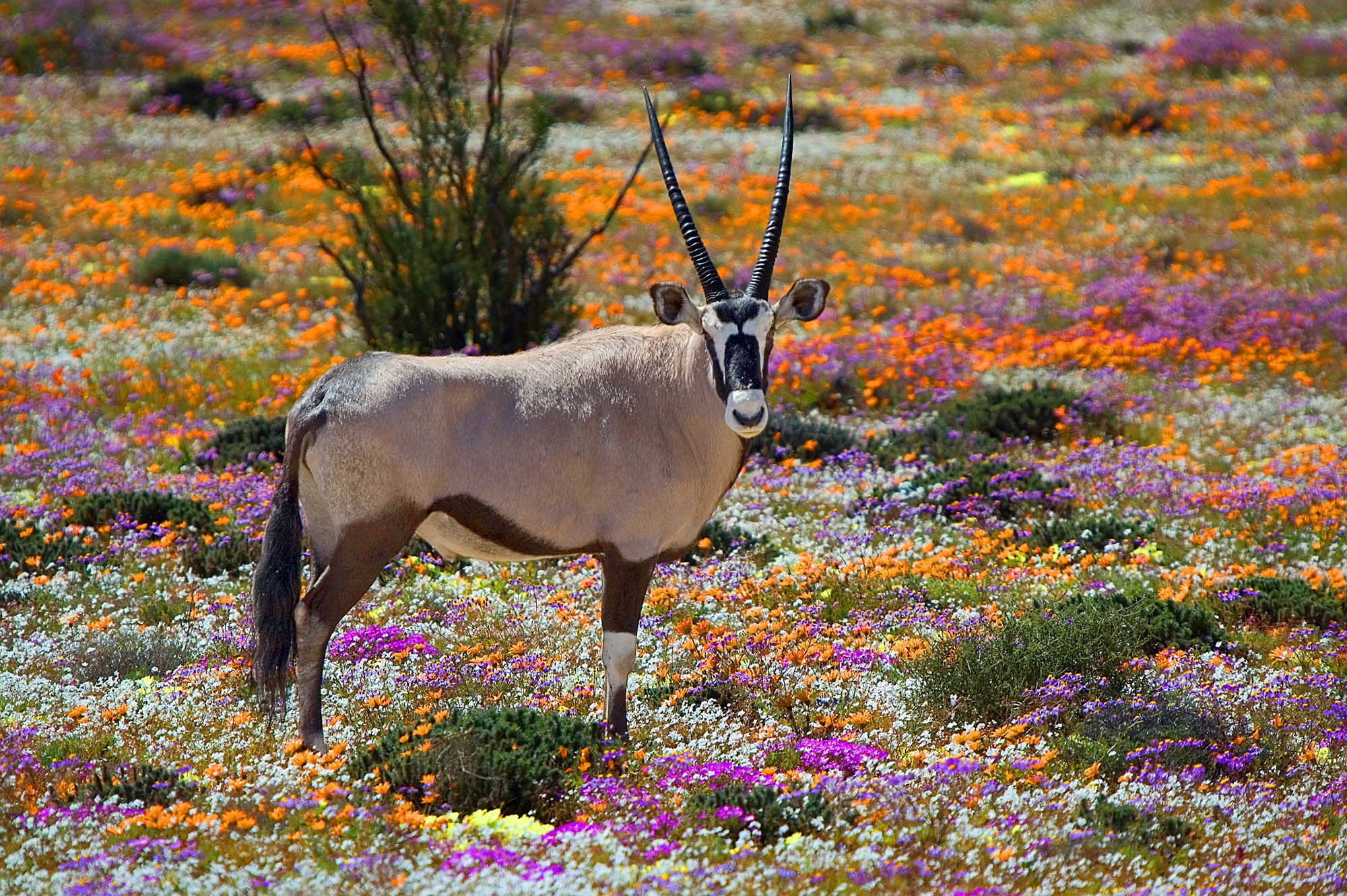 Safari i Sydafrika - Oryx antilope