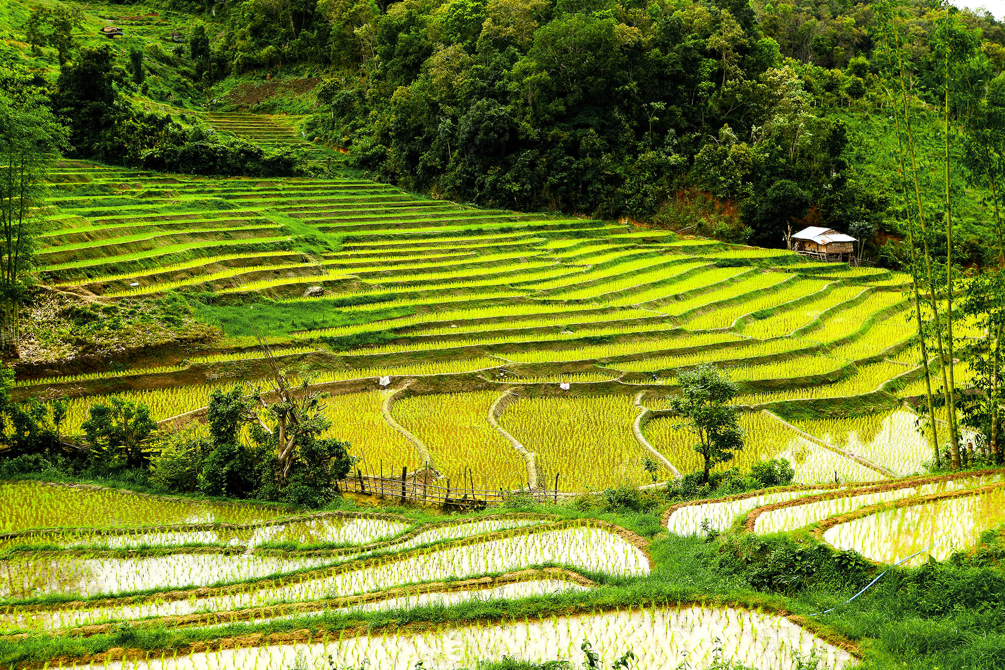 Glæd jer til at opleve de skiftende, kuperede landskaber i nord, f.eks. rismarkerne ved Mae Sariang.