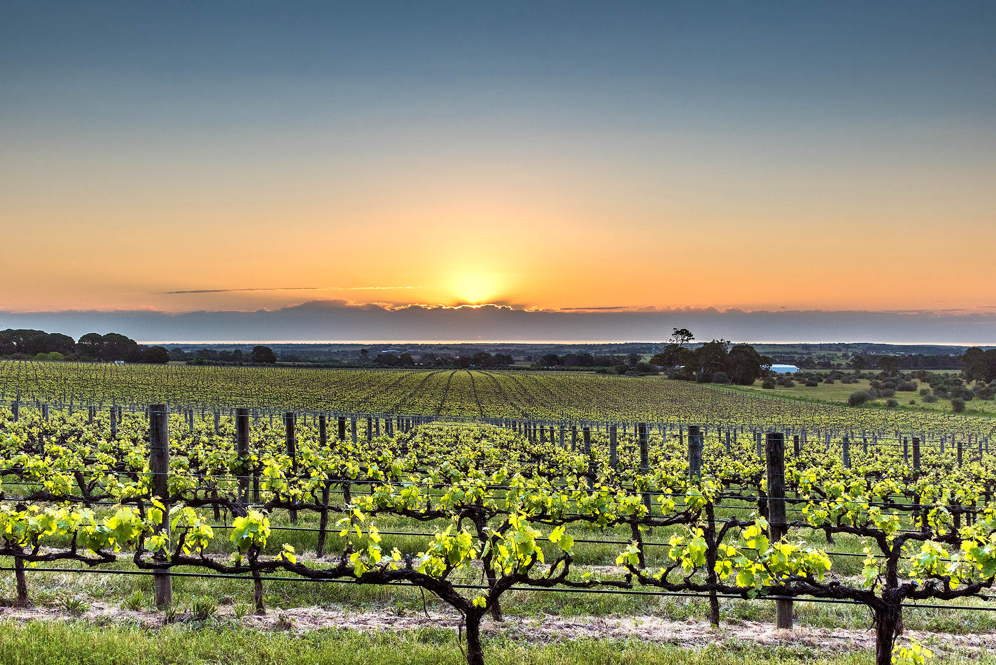 Besøg udsøgte vingårde i McLaren Vale på din Australien-rejse.
