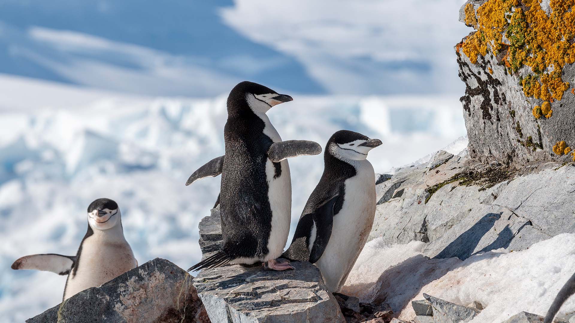 Se om I kan spotte pingvinerne, der yngler på denne tid af året