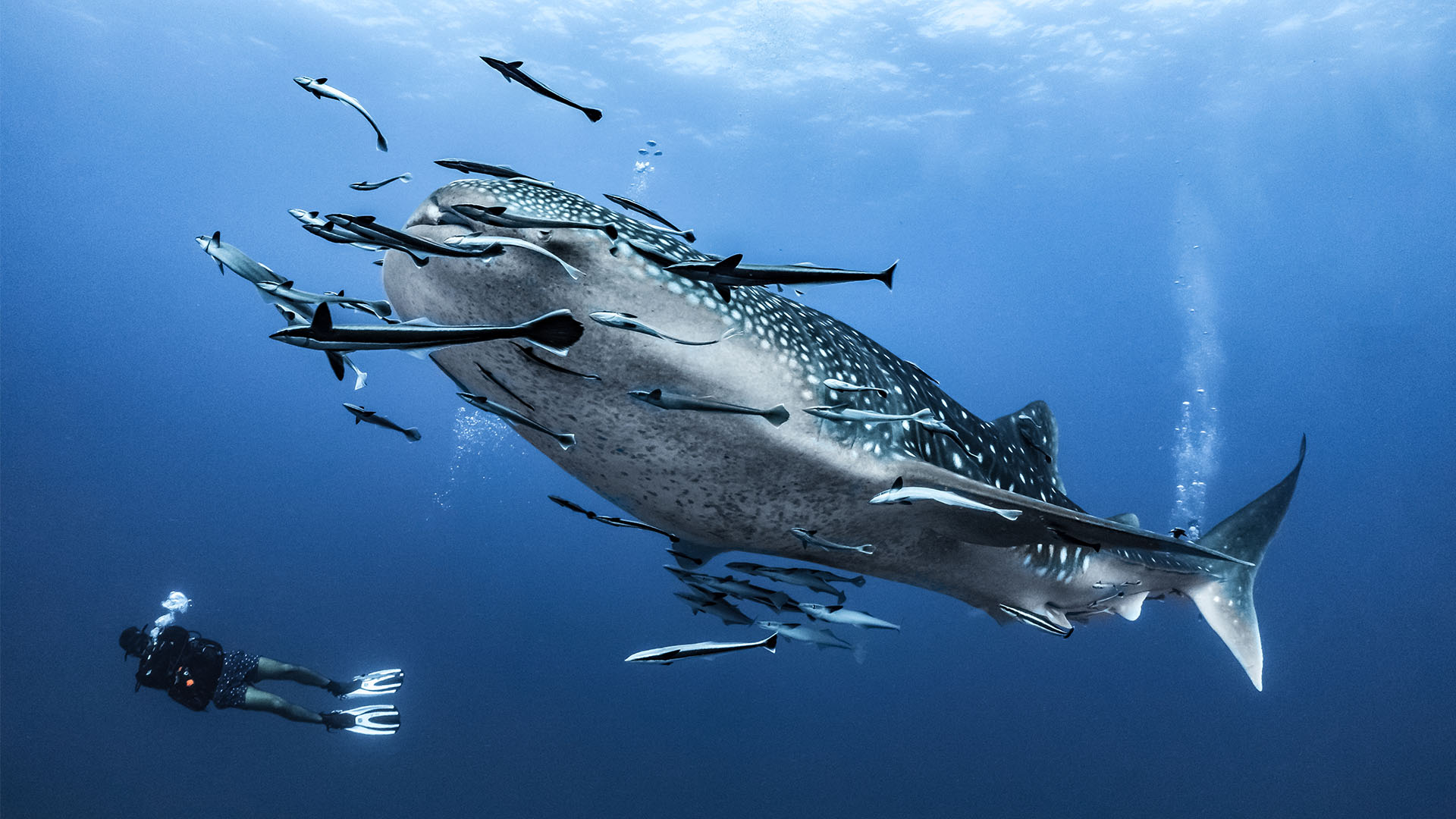 Kom tæt på hvalhajerne på denne rundrejse i Filippinerne