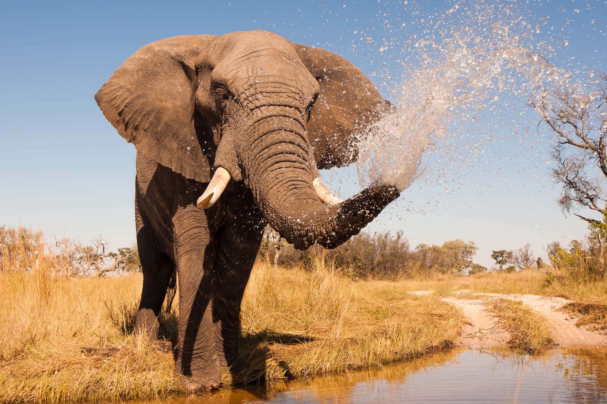 africa-botswana.elephant-spraying-shutterstock_203562334