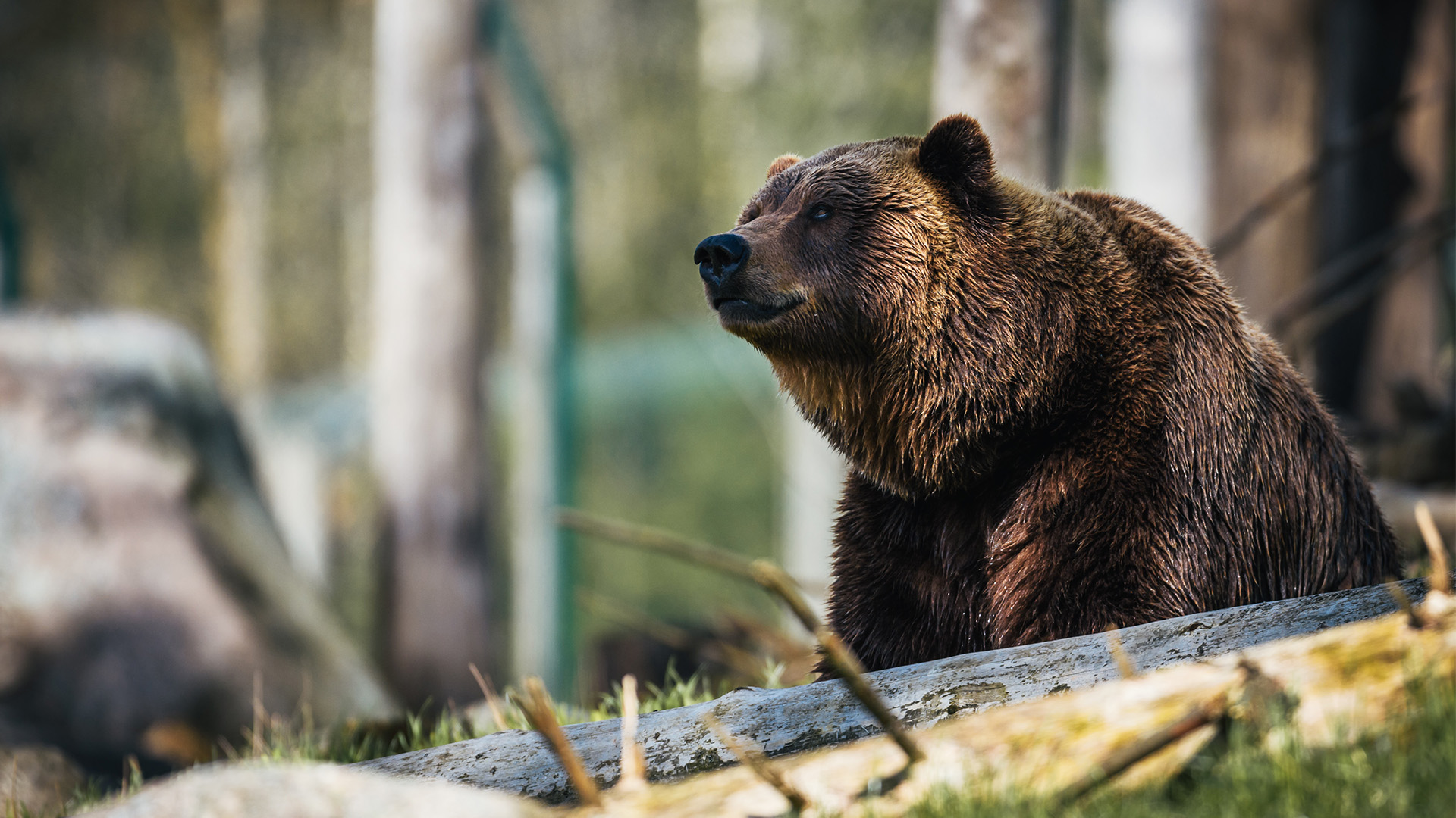 Grizzlybjørnen er et af mange dyr, du kan møde på din rejse til Canada.