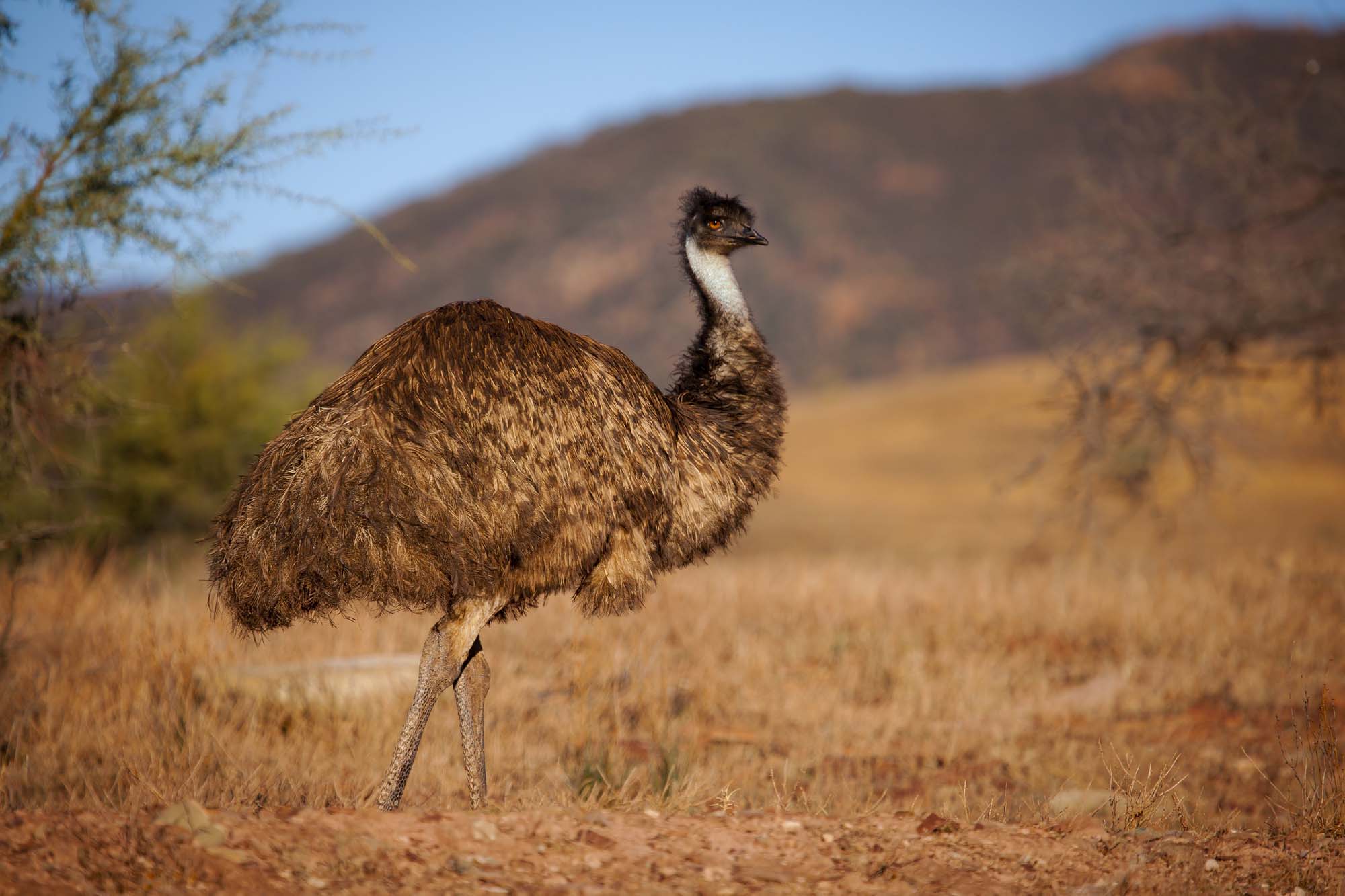 australia-flinders-ranges-emu-shutterstock_514542736