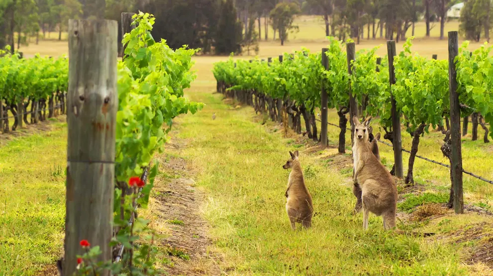 Kør forbi skønne vinregioner som Hunter Valley i autocamper i Australien.