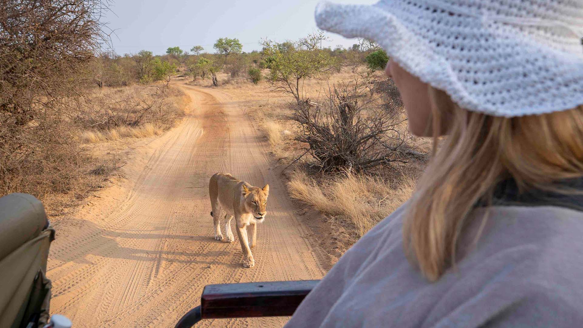 Kom på daglige game drives, og kig efter de berømte "Big Five", som lever i Greater Kruger.