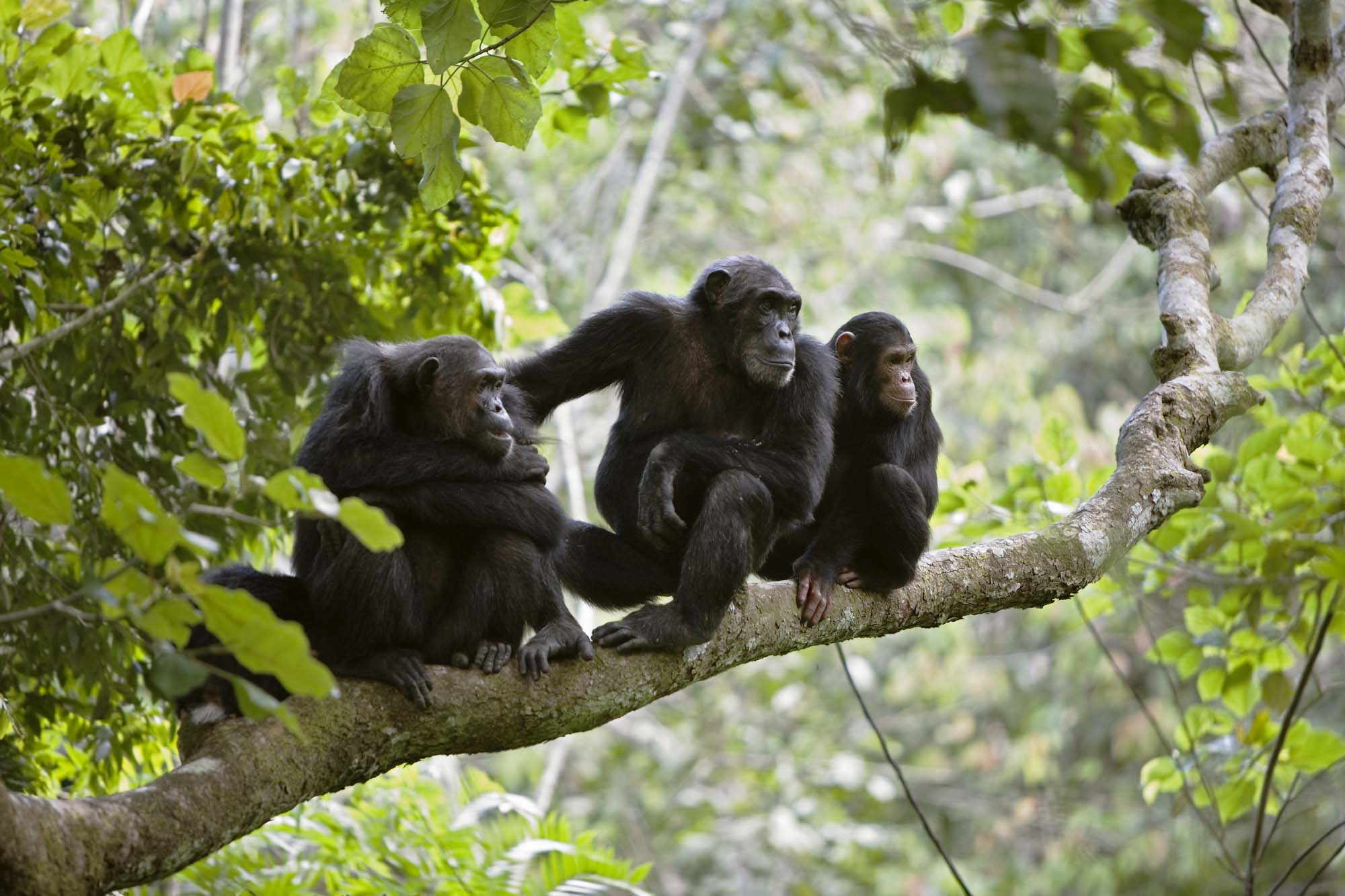 Uganda-Chimpanzee-iStock-000003060917XLarge