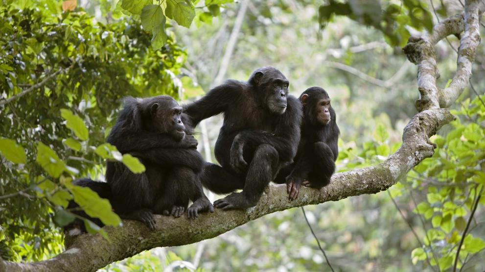 Rejser til Uganda | Chimpanser i Kibali