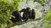 Chimpanser i Uganda