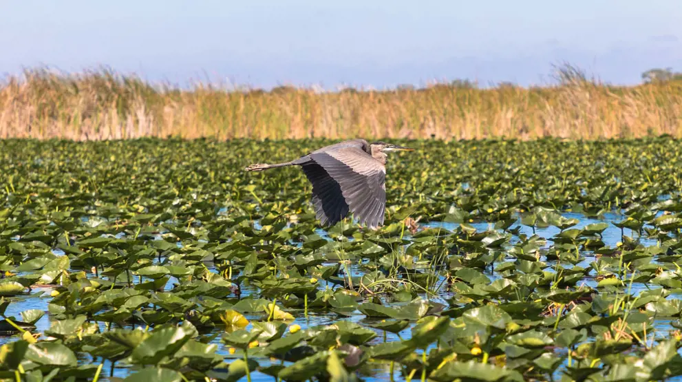 En vadefugl flyver over sumpene i Everglades National Park