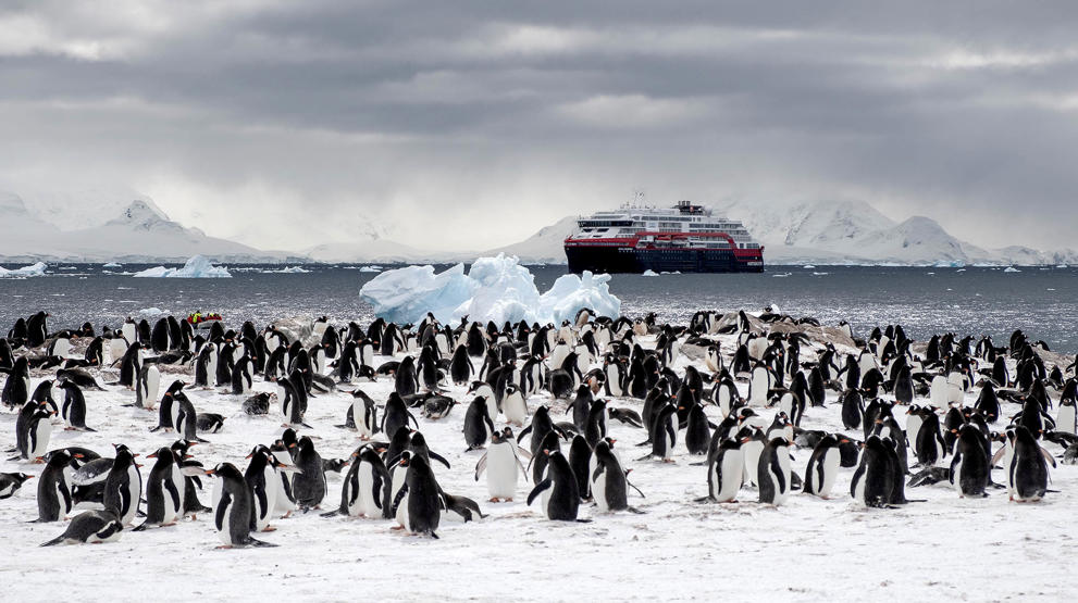 Oplev pingviner på nært hold på Antarktis | Photocredit: Hurtigruten - Andrea Klaussner