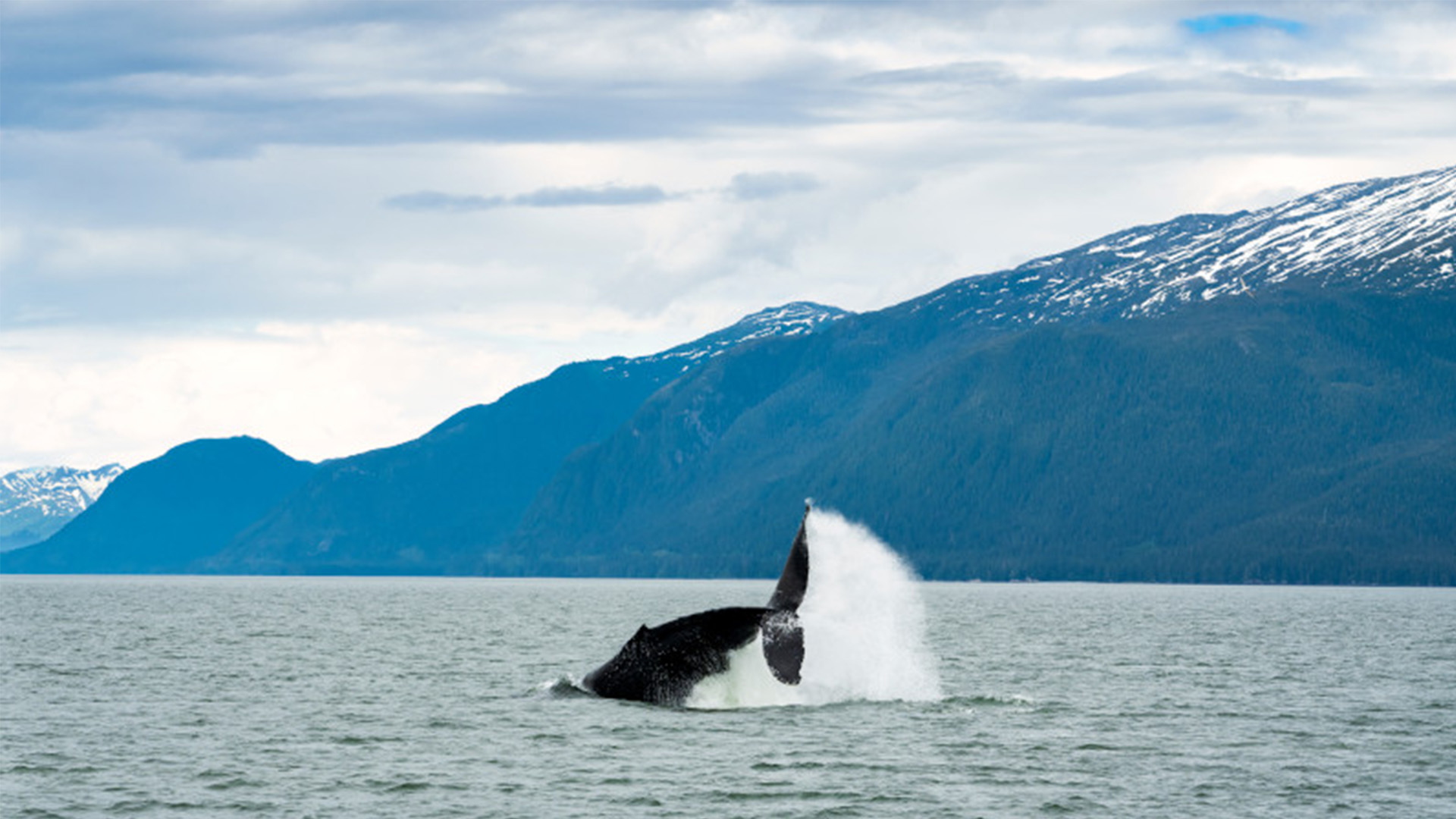 Der er mulighed for at se hvaler fra skibet eller på en hvalsafari