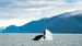 Der er mulighed for at se hvaler fra skibet eller på en hvalsafari