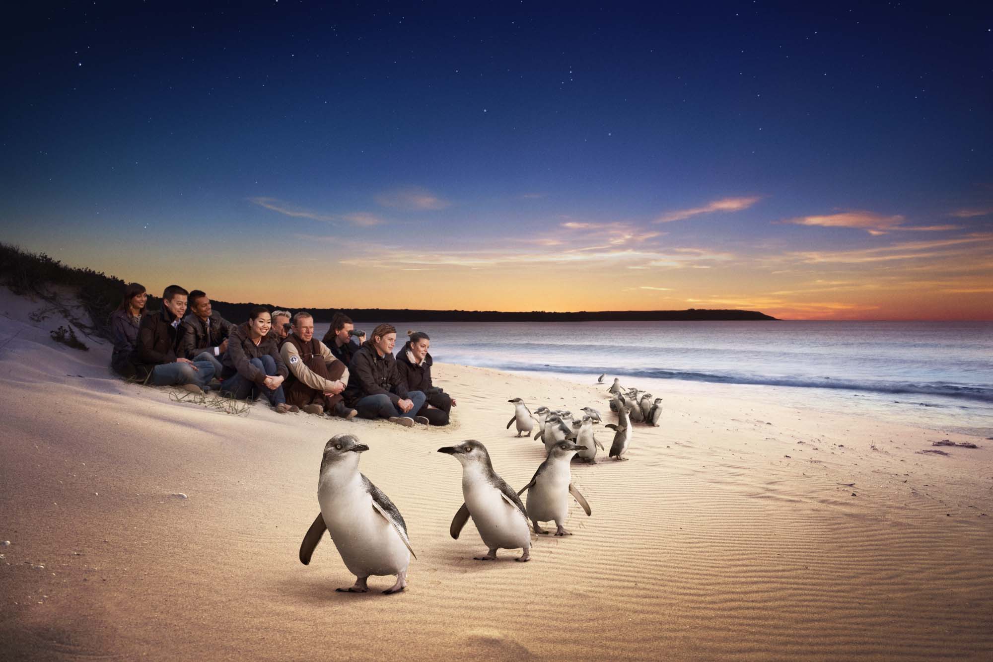 Se den berømte "Penguin Parade" på Phillip Island når du rejser til Victoria.