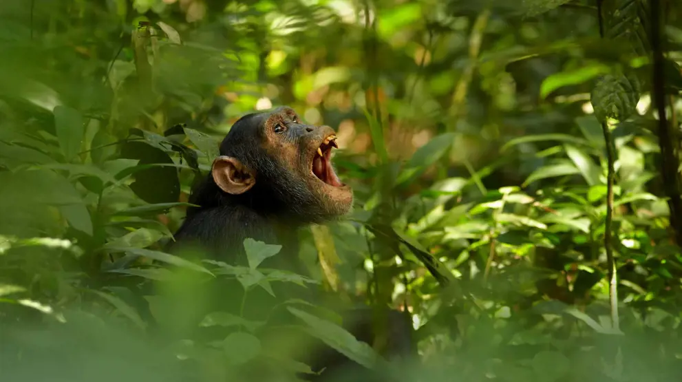 I Murchinson Falls National Park skal I på chimpanse-trek