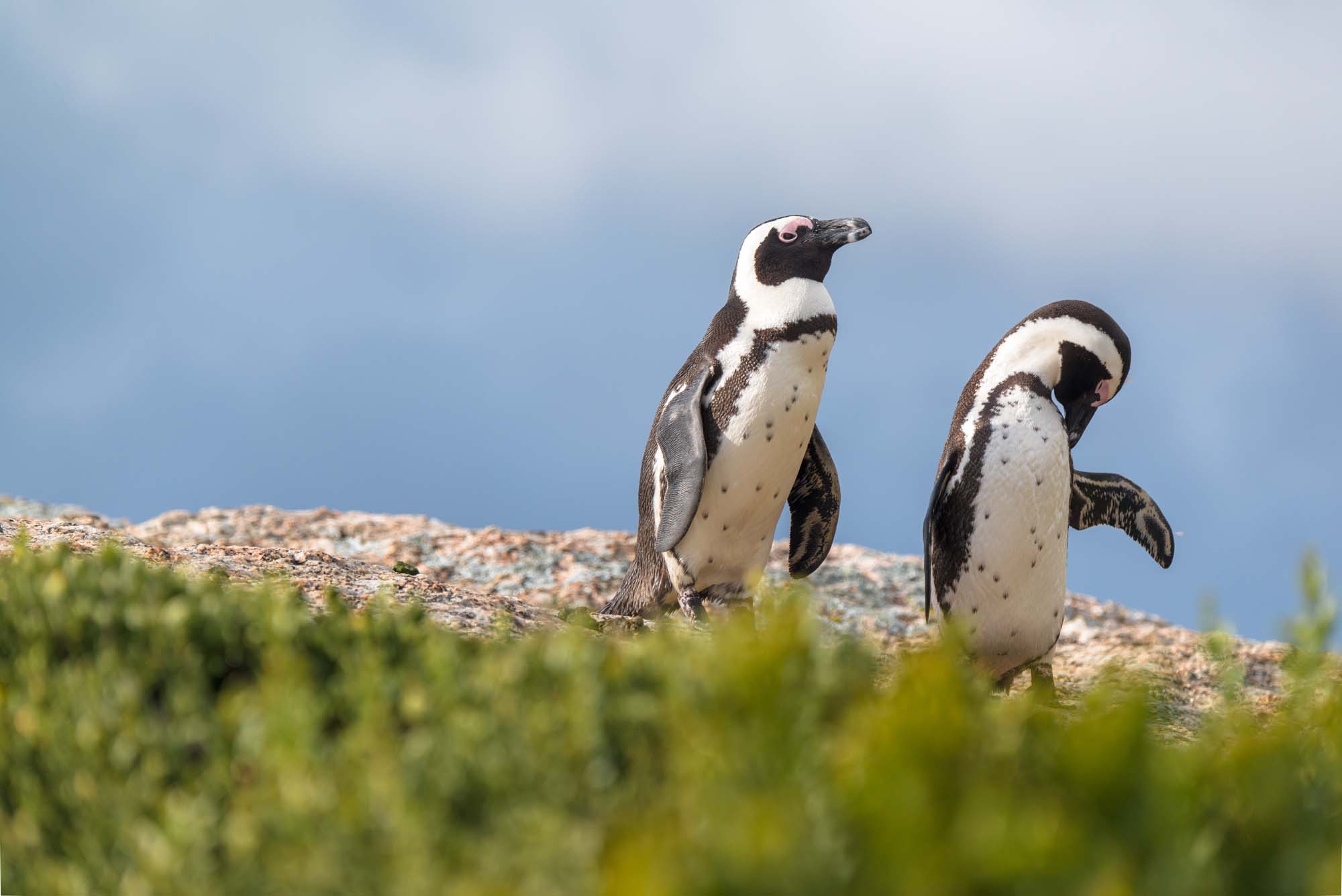 Pingviner i Mossel Bay