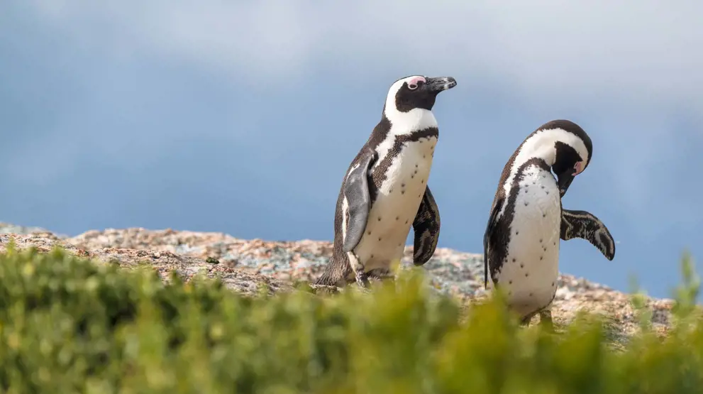 Udforsk dyrelivet - i Sydafrika kan du møde de afrikanske pingviner i Boulders Bay