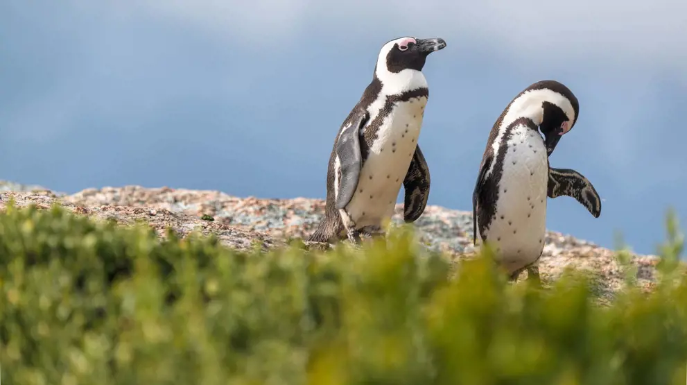 Pingviner i Mossel Bay