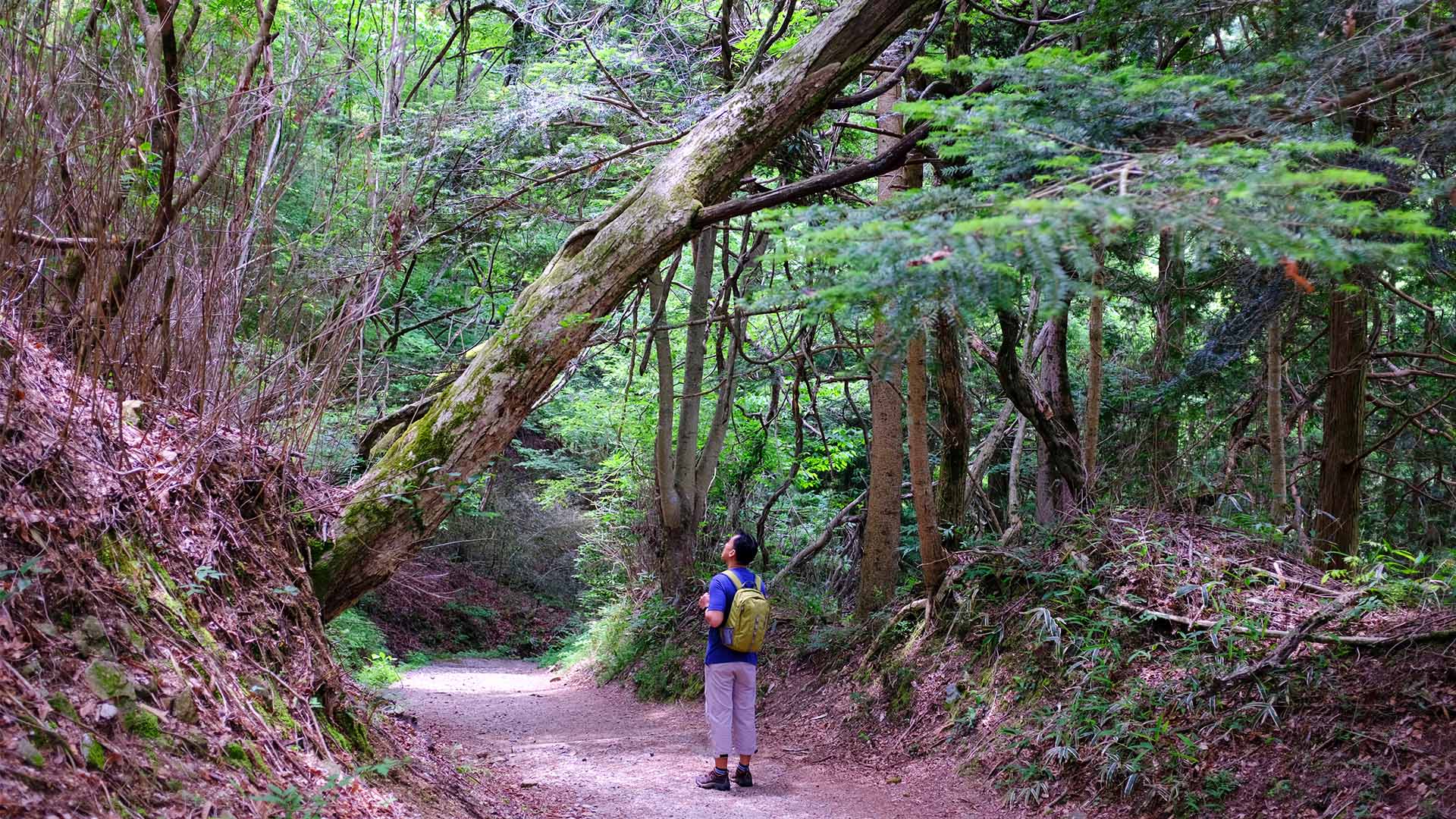 Glæd jer til at vandre i de idylliske landskaber langs den historiske Nakasendo Road