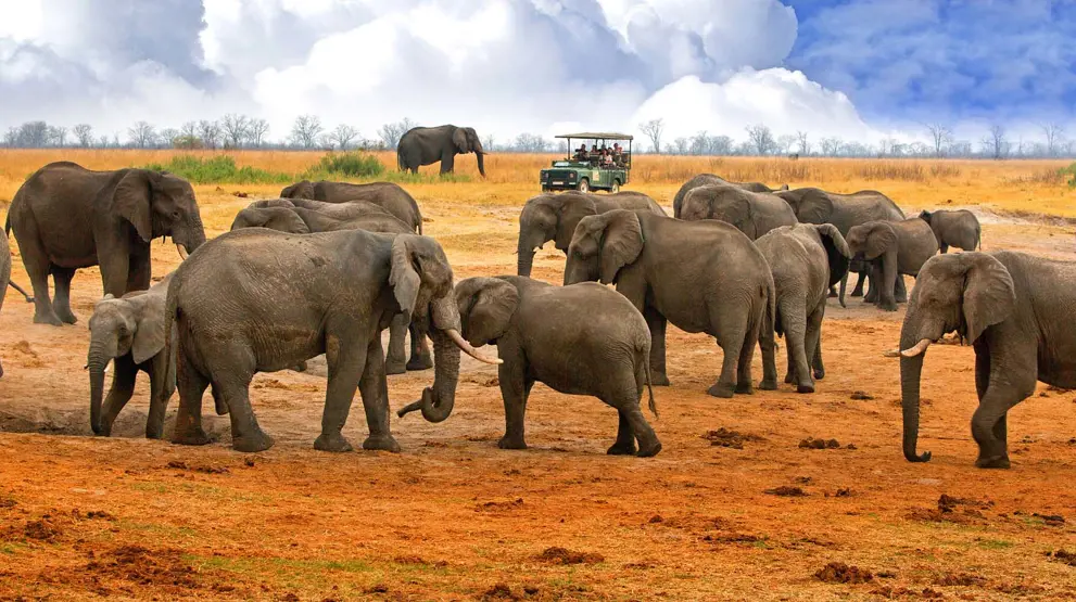 Se store elefantflokke på din safari, blandt andet i Zimbabwe