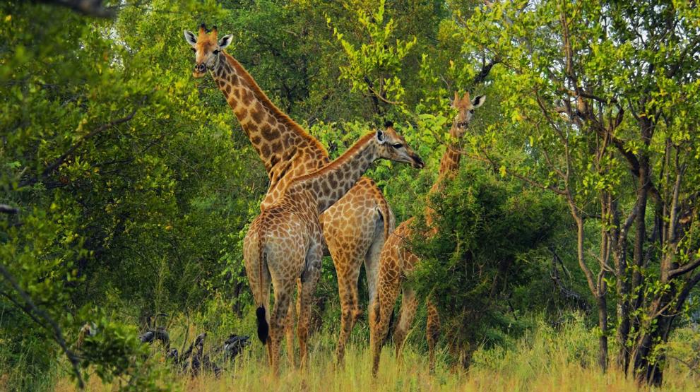 Giraffer i Samburu