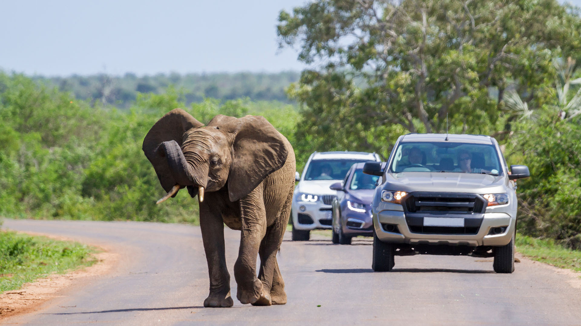 Man må holde tilbage for elefanterne, når de også vil gå på vejene i Kruger