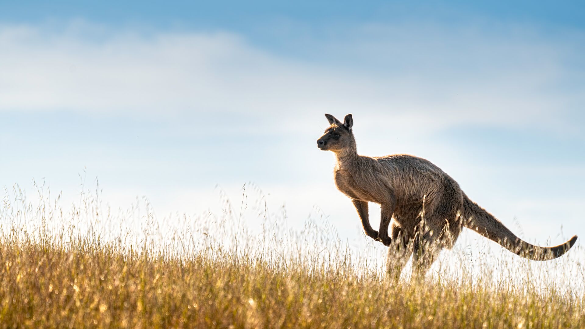 De 12 Apostle på Great Ocean Road