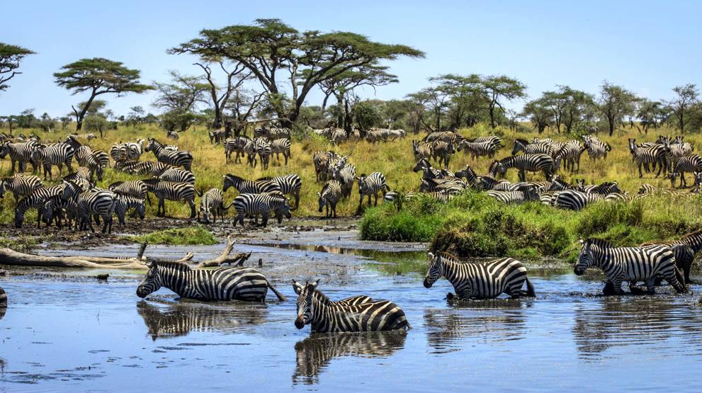 Zebraer i Serengeti - Rejser til Tanzania